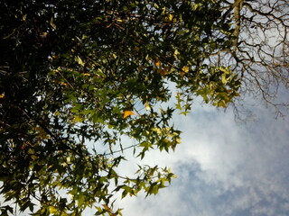 Vista frondosa de las hojas verdes de un árbol