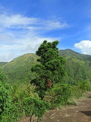 Fototapeta premium landscape with trees