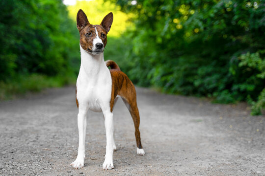 Portrait dog of a red basenji standing in a summer forest in a special stand for the show. Take a walk with puppy Basenji Kongo Terrier Dog. Pet training and education..