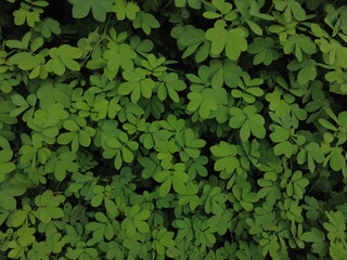 sickle senna or Senna tora plants, green background