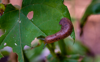 Slug crawling on plant leaf that he eats. Slug is a crop pest. Crop protection concept.