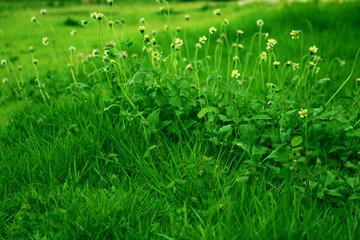 Nature vif