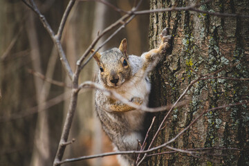 squirrel on a tree