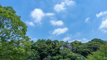 Obraz premium 晴れた日の木々と青空|日本の風景