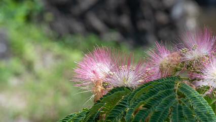 ネムノキの花・Silk tree
