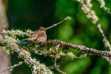 A sparrow in the forest