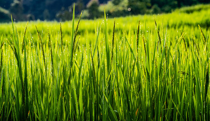 Young green rice shoot in the wind.