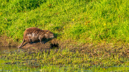 North American beaver next to its cave ( the official state mammal of Oregon and New York.) © William Huang