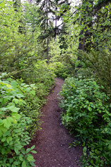 Fototapeta na wymiar Stanton Lake Trail in Great Bear Wilderness, Montana on sunny summer day.