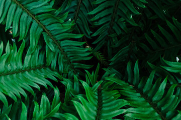 Naklejka na ściany i meble Natural background, fresh green fern leaves