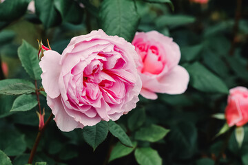 Close-up of beautiful pink rose bud