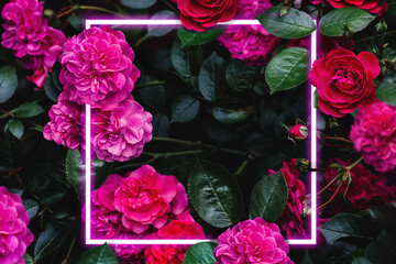 Abstract composition with pink roses and neon frame
