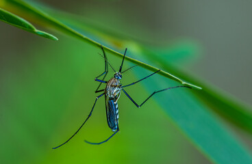 Closeup of mosquito at rest under the green leaf.