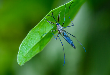 Closeup of mosquito at rest under the green leaf.