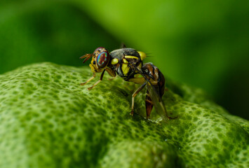 macro of a fruit fly laying eggs on fruit.