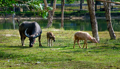 Water buffaloes feeding and play together by the pond.