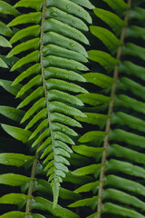 Close-up of fresh fern leaf with rain drops, natural background