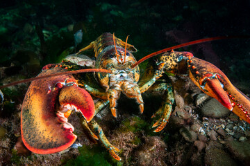 Close up of an American lobster underwater foraging for food on a rocky bottom of the Gulf of St....