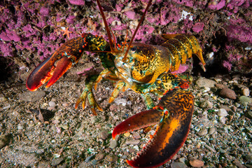Close up of an American lobster underwater foraging for food on a rocky bottom of the Gulf of St. Lawrence.