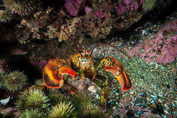 Close up of an American lobster underwater foraging for food on a rocky bottom of the Gulf of St. Lawrence.
