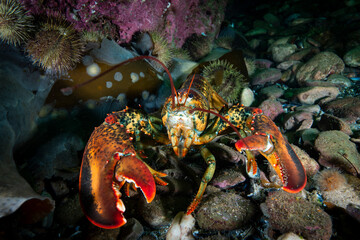 Close up of an American lobster underwater foraging for food on a rocky bottom of the Gulf of St. Lawrence.