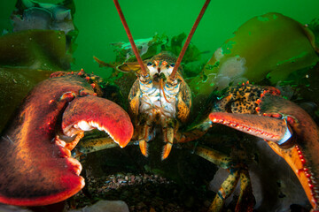 Close up of an American lobster underwater foraging for food on a rocky bottom of the Gulf of St. Lawrence.