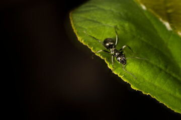 Close-up of a Black carpenter ant going from leaf to leaf in a backyard