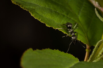 Close-up of a Black carpenter ant going from leaf to leaf in a backyard