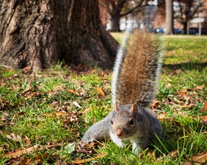 squirrel in the park with fluffy tail