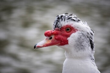 portrait of a duck or goose with red beak