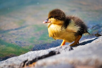 yellow and brown duckling