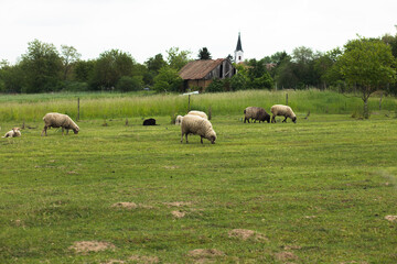 Fototapeta premium Flock of sheep on the green field.