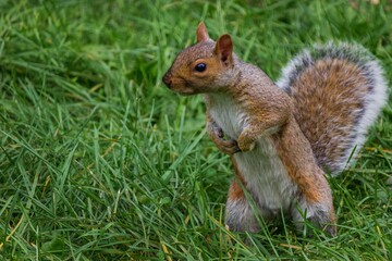 squirrel on the grass standing