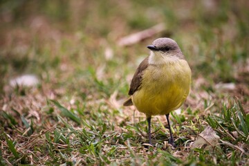 yellow and brown bird over the grass