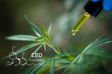 CBD elements in Cannabis, Pipette with hemp oil on blurred background. Cannabis oil against Marijuana plant, CBD or THC oil.