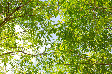 green leaves in the sun