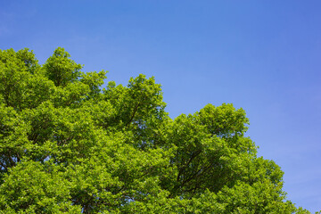 Branches and leaves of green trees on a bright sky background.
