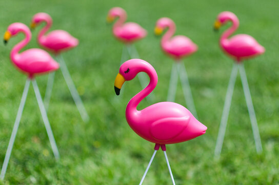 Plastic pink flamingos in a yard of bright green grass