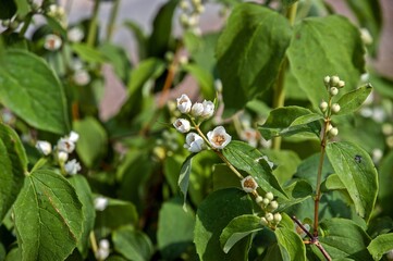 The plant deren offspring grows in the city