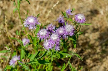 Thistle is a genus of plants in the Aster family, or Compound flowers