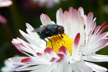 A fly on a flower, close-up, in the pollen.