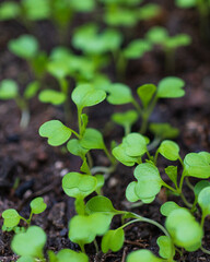 Green seedlings
