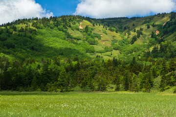 Obraz premium 初夏の草津温泉芳ヶ平湿原ハイキング