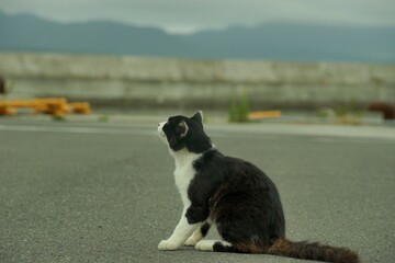 Cat living in Nitoda port, Tashirojima island