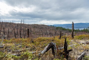 dead forest