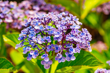 八面山あじさい園