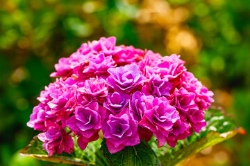 八面山あじさい園