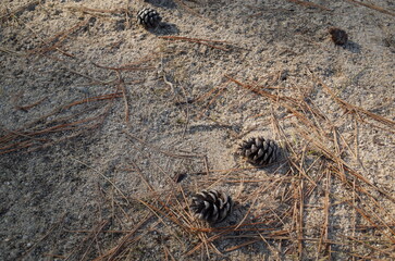 Pine cones on the ground