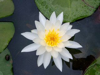 白いスイレンの花