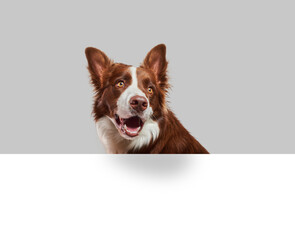brown and white border collie pokes his head happily out of a white wall and a gray background with...